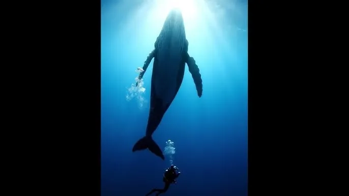 杀手旅馆 - 深蓝星球：探索海洋深处的未知世界
